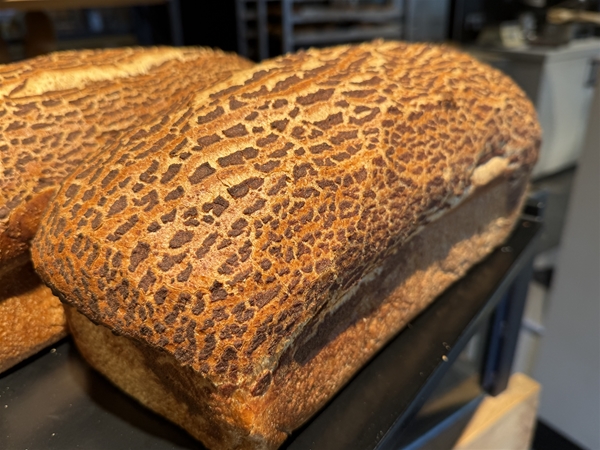 Tijgerbruin